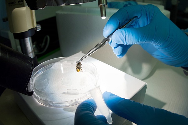 Agricultural Entomology